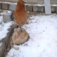 خروس|حیوانات مزرعه|جوانرود, |دیوار