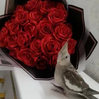 گل روبانی|گل مصنوعی|صدرا-فارس, فاز ۲|دیوار
