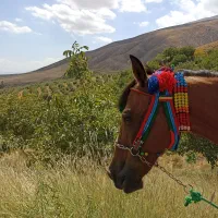 اسب مادیان ۶ به ۷ سال|اسب و تجهیزات اسبسواری|ارومیه, |دیوار