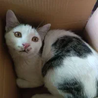 واگذاری رایگان گربه|گربه|فسا, |دیوار