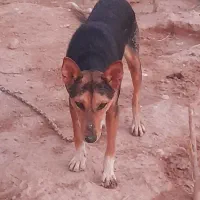 سگ ژرمن درجه یک