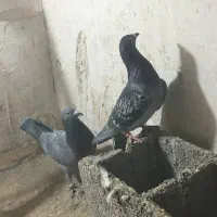 کفتر پولکی|پرنده|بیرجند, |دیوار