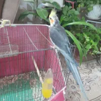 جفت عروس هلندی|پرنده|خمینیشهر, |دیوار