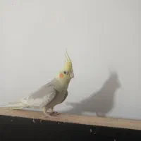 یک جفت عروس هلندی