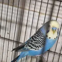 مرغ عشق همه رقم