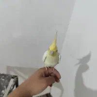 عروس هلندی‌