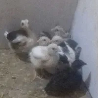 جوجه گلین .تخم مرغ نطفه دار گلین