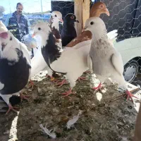 ۱۰تا همدانی پرشی
