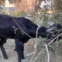 قلعه گنج چپشت چاق