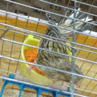 قناری نرو ماده نژاد دار کشیده بلند