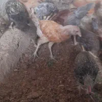 جوجه محلی|حیوانات مزرعه|خمک, |دیوار
