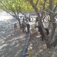 فروش بزغاله