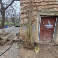 صنوبر نیگرا اصلاح شده با تاییدیه منابع طبیعی