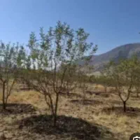 باغ-کاکان-1000مترسند-تک-برگ