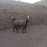 پنج میش سالم سرحال مالداری دوبرافشار گوسفند