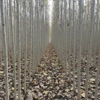 نهال صنوبرممتاز در مریوان،خریدمستقیم از تولیدکننده|خدمات باغبانی و درختکاری|مریوان, |دیوار