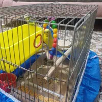 یک جفت مرغ عشق|پرنده|تهران, خرمشهر|دیوار