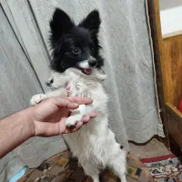 سگ شناسنامه دار|سگ|زاهدان, |دیوار