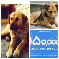 کد معرف بلو بانک کمک به حیوانات بی سرپرست OYZSSY