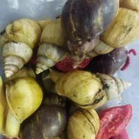 حلزون رایگان