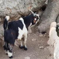 بی بز غاله گ|حیوانات مزرعه|اندیمشک, |دیوار