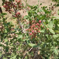 باغ ویلا|فروش خانه و ویلا|شاهین‌شهر, مورچه خورت|دیوار