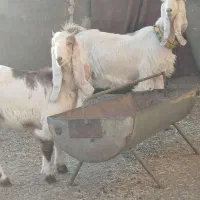 بز پاکستانی