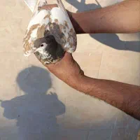 خال افشون  ماده دورنگ عطیقه