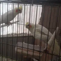 عروس هلندی|پرنده|اصفهان, ارداجی|دیوار