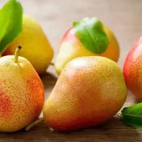 پیش فروش نهال گلابی بارتلت