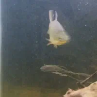 بارب حلب|ماهی|مهاجران, |دیوار