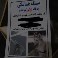 این سگ گم شده پاداش خوب برای یابنده