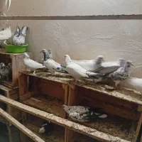 کفتر پرشی|پرنده|ری, شهید بهشتی|دیوار