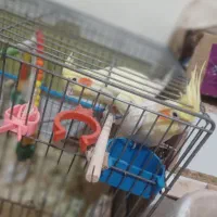 عروس هلندی . طوطی دونه ۱ میلیون(تخفیف داره)|پرنده|مسجد سلیمان, |دیوار