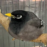 مرغ مینا سخنگو شاه تخم