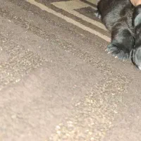 سگ آمریکن پیت بول