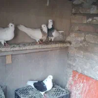 ۵ تا کبوتر