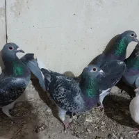 ونروی مسافتی،سارکله همانسل قزوینی،سارکرمونی پرخال|پرنده|ملکآباد, |دیوار