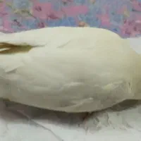 عروس هلندی گم کردم