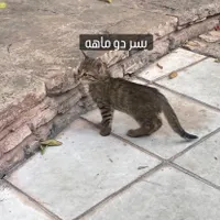 واگذاری بچه گربه|گربه|شیراز, باغ تخت|دیوار