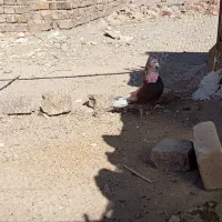 کبوتر تهرانی سرخ