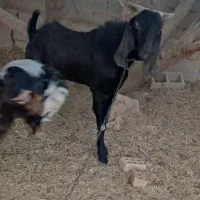 کهره پازن امیدیه|حیوانات مزرعه|بندر ماهشهر, |دیوار