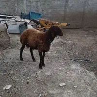 بره نر همو