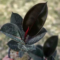 فیکوس در همه مدل در گلرویا|گل و گیاه طبیعی|قم, پردیسان|دیوار