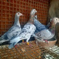 کوهی هفت رنگ و شیرازی سرخ کاکل و دم چتری وکینگ|پرنده|اهواز, منبع اب|دیوار