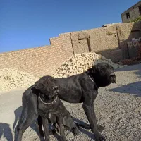 سگ کن کرسو