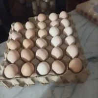 شصت عددمرغ وخروس به صورت یکجا فروخته میشود