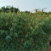 فروش ویژه عمده و تکی نهال شلیل حسن پوری زودرس|خدمات باغبانی و درختکاری|آکند, |دیوار