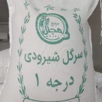 برنج  شیرودی شمال