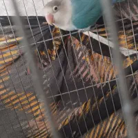 طوطی کوتوله رام دستی